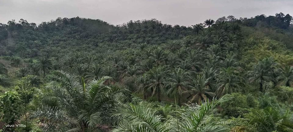 Program peremajaan kelapa sawit