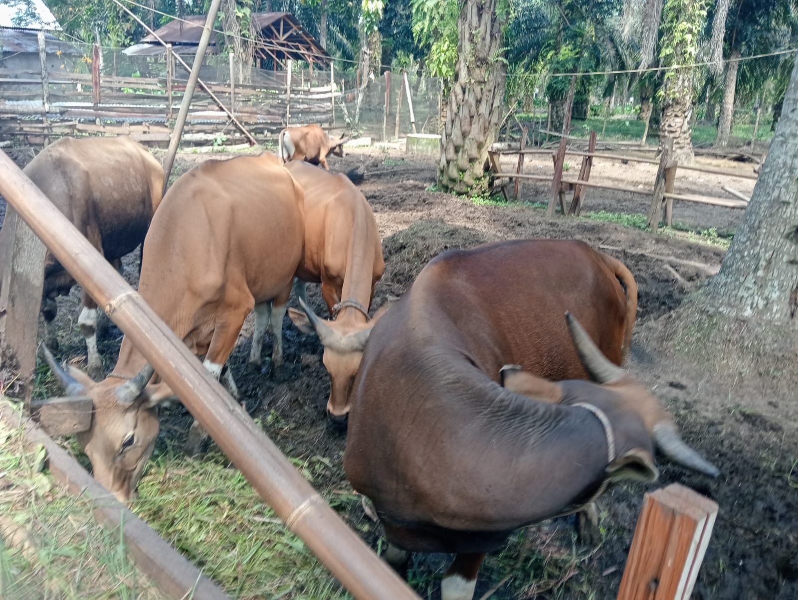 Pemerintah Kota Bengkulu
