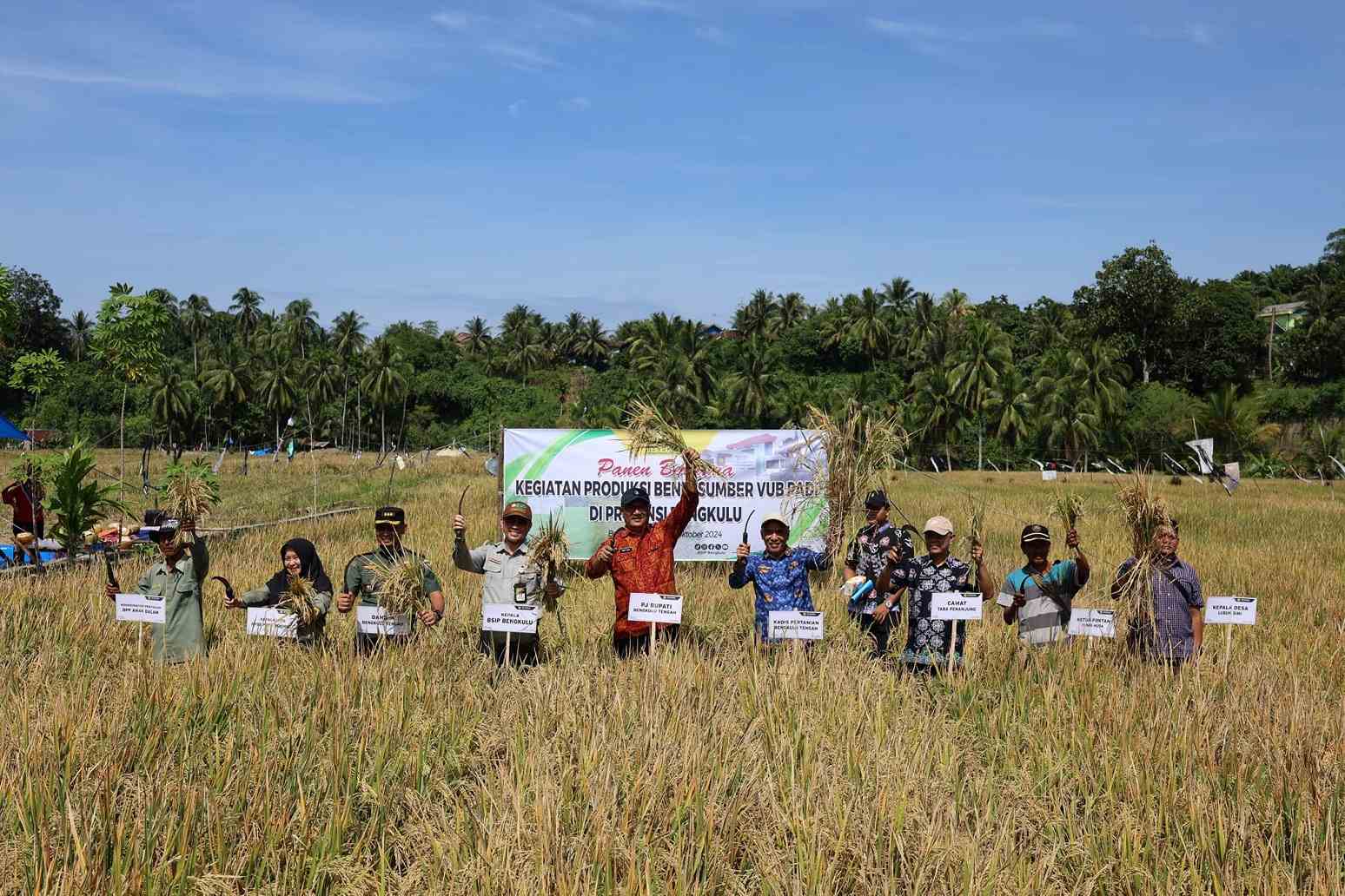 Panen padi Bengkulu Tengah