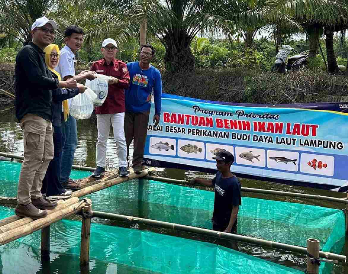 Bantuan bibit ikan kakap Putih