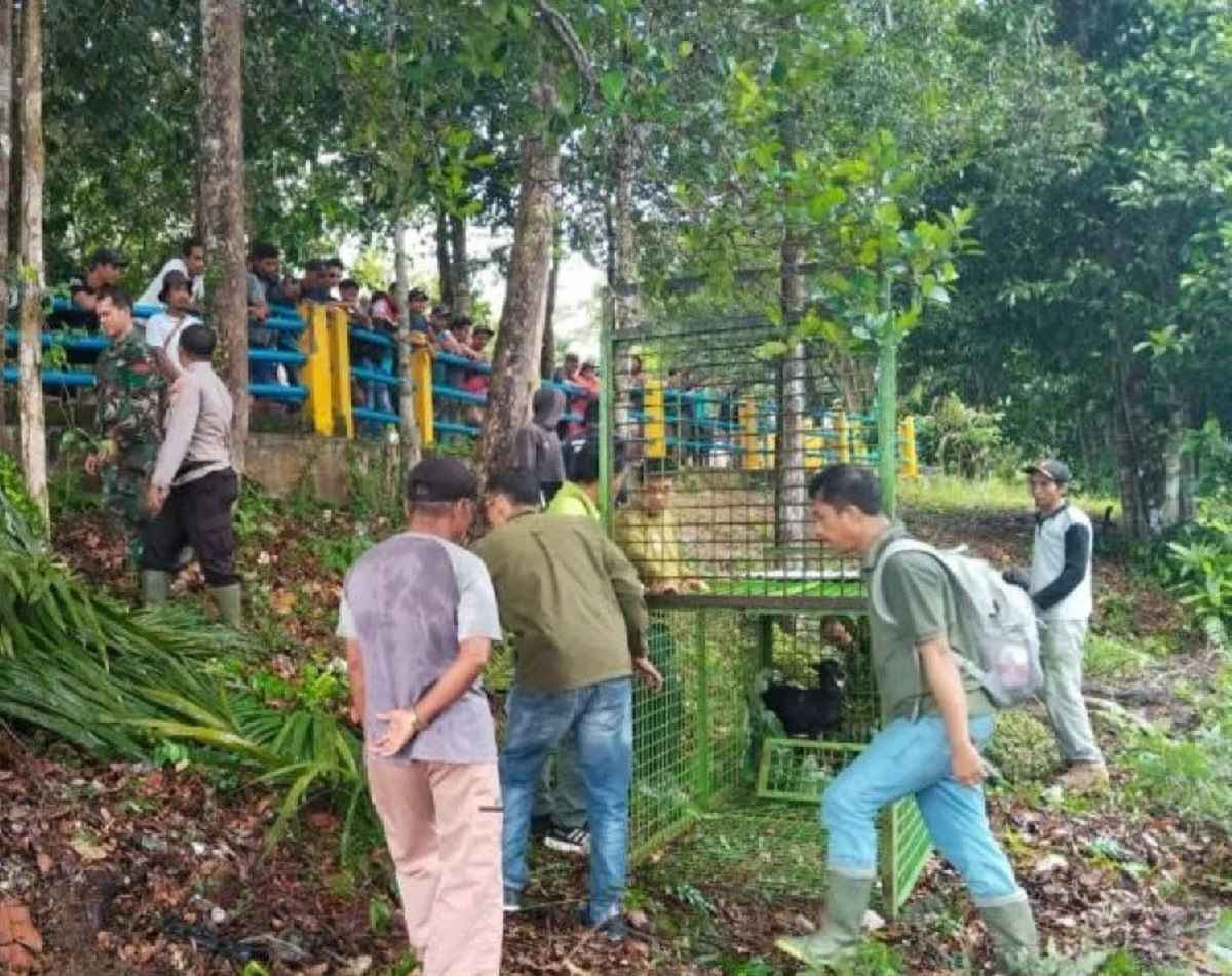 Tangkap Harimau pemangsa warga Mukomuko