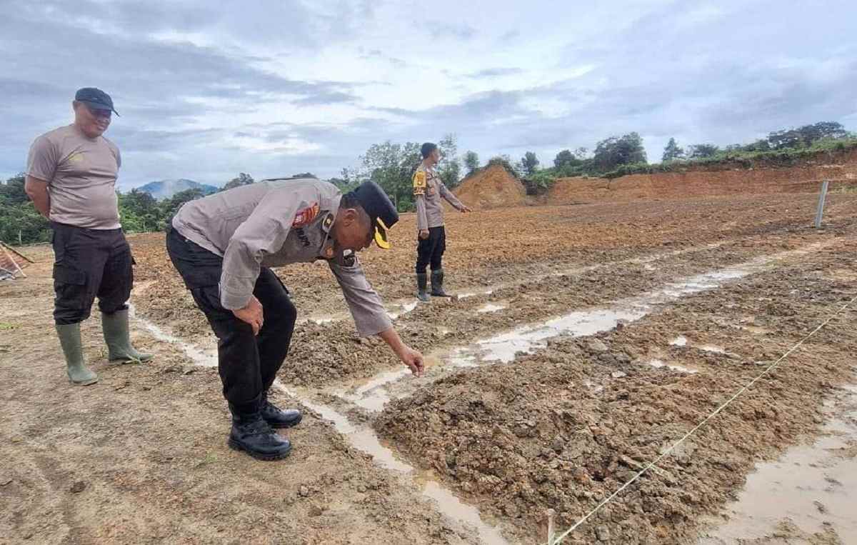 Program tanam jagung sejuta hektare