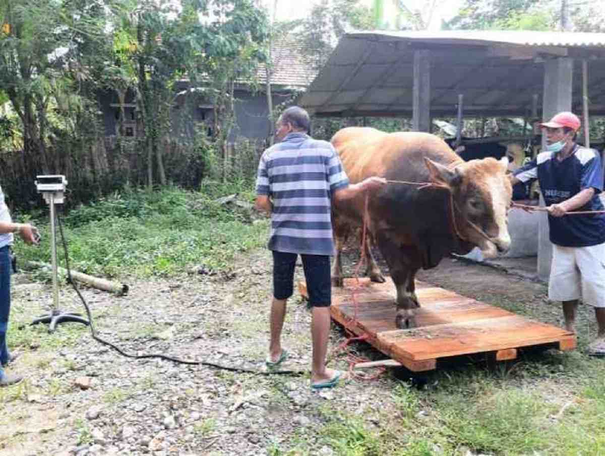 Vaksin PMK Mukomuko