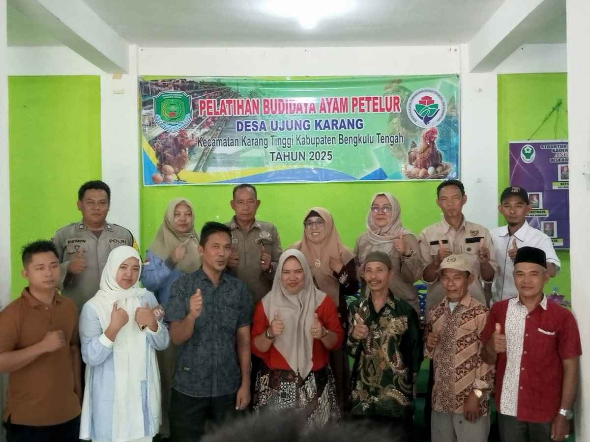 Pelatihan ayam petelur