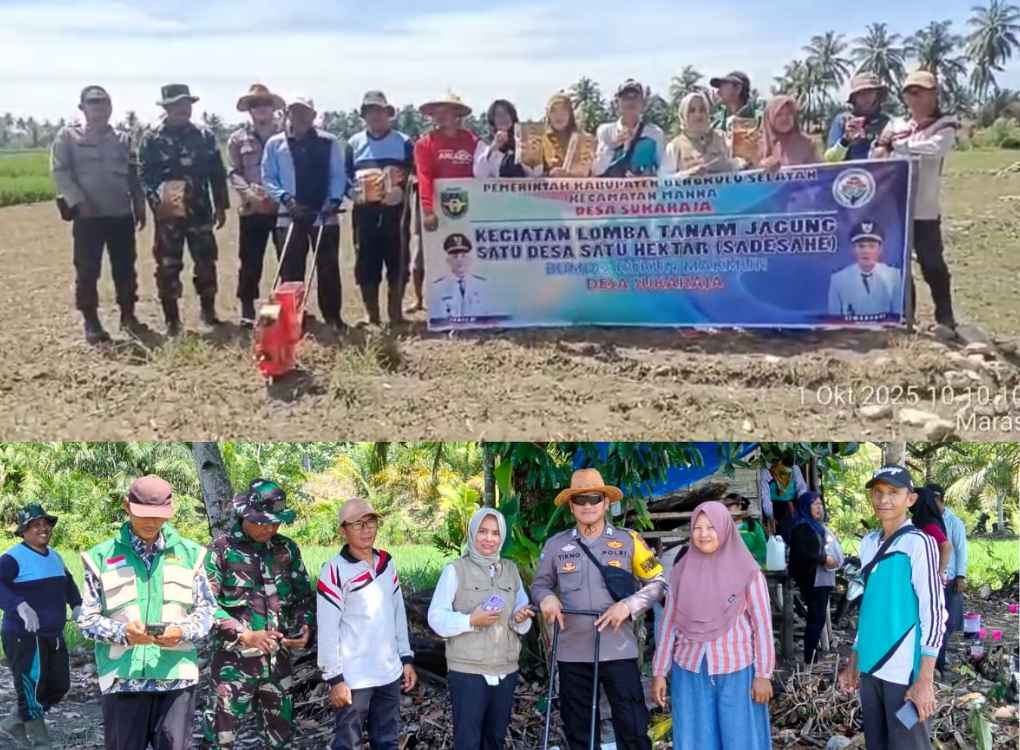 penanaman jagung ketahanan pangan desa sukaraja bengkulu selatan